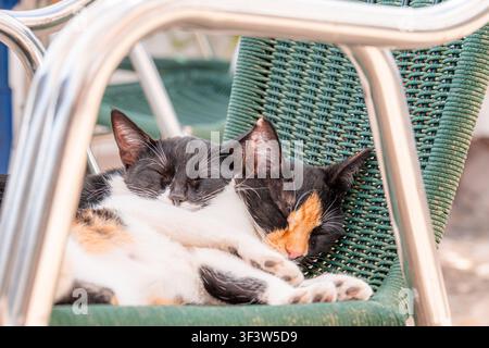 Nahaufnahme von zwei Katzen, die sich kuscheln und auf einem grünen geflochtenen Terrassenstuhl schlafen, eingerahmt von Metallarmlehnen. Gemütliche Außenszene mit sanftem Licht und Ruhe, entspannt Stockfoto