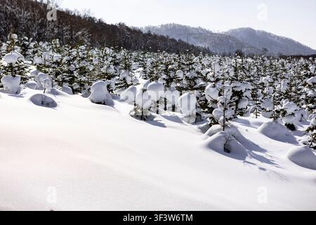 Gelassene Winterszene in Japan mit frischen Schneeverwehungen, die einen jungen Nadelwald bedecken, sanften Bergkämmen in der Ferne und klarem Sonnenlicht Stockfoto