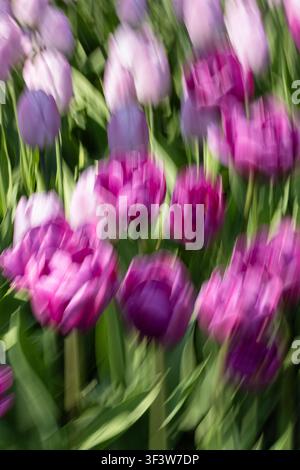 Impressionistische Bewegungsunschärfe fängt lila und rosa Tulpen ein, die in einem Frühlingsgarten schwingen, mit weichen, streifigen Blütenblättern und grünen Blättern, die ein Abstraktes bilden Stockfoto