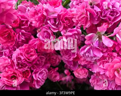 Lebendiger Hintergrund mit rosa Rosenblüten in voller Blüte, Gartengrund mit floraler Textur Stockfoto
