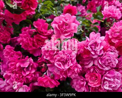 Rosa Rosen in Blüte mit üppigem Gartenhintergrund und selektivem Fokus Stockfoto