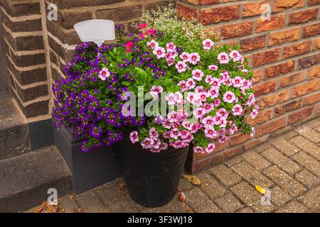 Üppiger Blumenkübel mit gemischten Blumen in einem dunklen Topf mit violetter Calibrachoa, rosa Petunien und weiß gesprenkelter Wolfsmilch, der auf einem Ziegelsteinweg steht Stockfoto