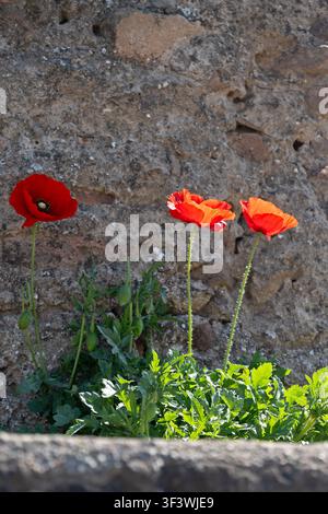 Drei Kornblumen (Papaver rhoeas) in den Ruinen der Casa di Pane, Pompeji. Stockfoto
