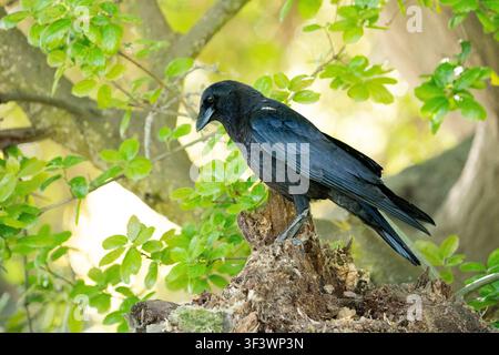 Eine amerikanische Krähe auf Angel Island in der San Francisco Bay, Kalifornien. Stockfoto