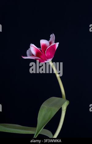 Eine einzelne flüsternde Traumtulpe, eine Lilienblühende Züchtung, vor schwarzem Hintergrund. Stockfoto