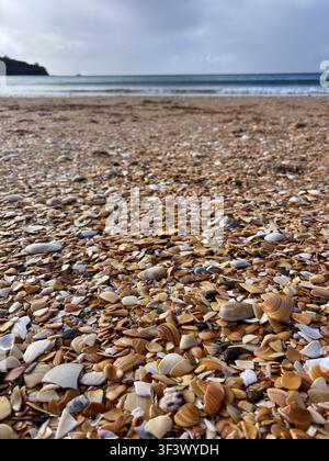 Goldene Muscheln, die am Strand angespült wurden, Oneroa Beach, Waiheke Island, Auckland, Neuseeland Stockfoto