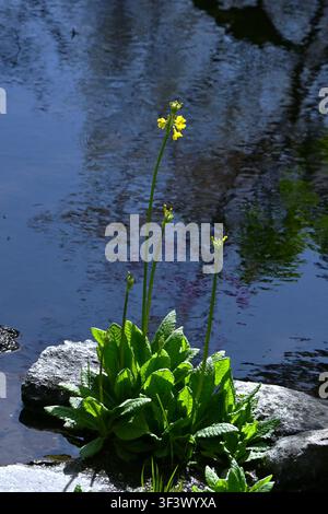 Primula helodoxa-Blüten. Primulaceae-Staude. Sie wächst in alpinen Feuchtgebieten und produziert im Frühjahr gelbe Blüten, die in Reihen angeordnet sind. Stockfoto
