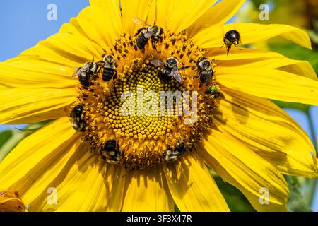 Bienen, die eine Sonnenblume auf einem Bio-Gemüse- und Blumenhof am Straßenrand in Blairsville, Georgia, bedecken. (USA) Stockfoto