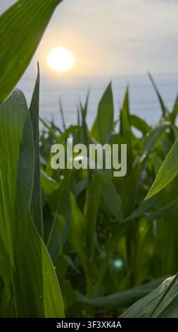 Grüne Maispflanzen mit hohen Blättern, die von der untergehenden Sonne beleuchtet werden, schaffen eine ruhige Agrarlandschaft unter einem bewölkten Himmel im Hintergrund Stockfoto