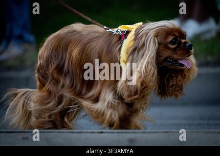 Cavalier King Charles Spaniel läuft an der Leine bei einer Hundeparade Stockfoto