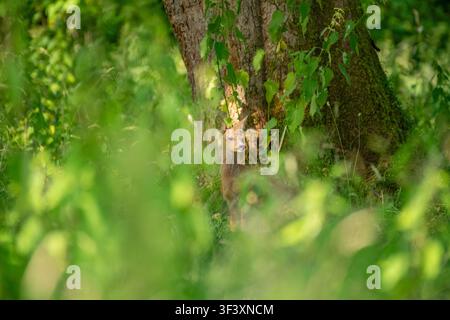 Rehkitze auf der Sommerblumenwiese. Stockfoto