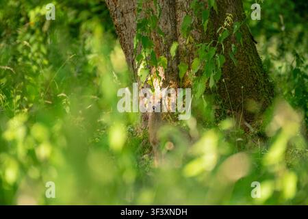 Rehkitze auf der Sommerblumenwiese. Stockfoto