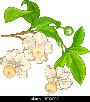 Baobab-Blüten farbige detaillierte Illustration. Stock Vektor