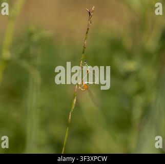 Seltene Blauflossenzirpe, Paar in Paarung - Ischnura pumilio Stockfoto