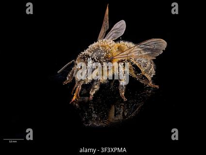 Europäische Honigbiene (Apis mellifera) mit Pollen bedeckt. Stockfoto