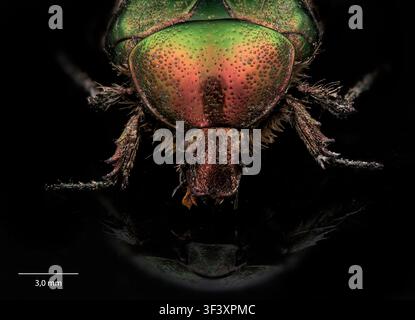 Rosenkäfer (Cetonia aurata). Stockfoto