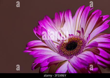 Schöne bicolor magentafarbene und weiße Gerbera-Blume im Makro Stockfoto