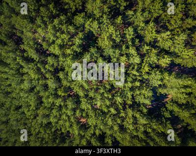 Top-Down-Drohnenaufnahme des dichten Kiefernwaldbestandes Stockfoto