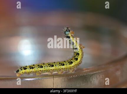 Großer Weißer Schmetterling/Kohlweißling-Raupe (pieris brassicae) Stockfoto