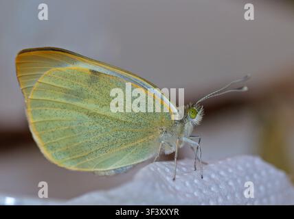 Großer Weißer Schmetterling/Kohlweißling (pieris brassicae) Stockfoto