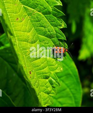Nahaufnahme eines Zimtkäfers oder eines schwarz-roten Kürbiskäfers. Stockfoto