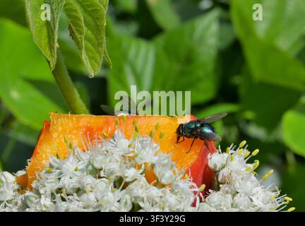 Gewöhnliche grüne Fliege auf einer Frucht scheibe. Stockfoto