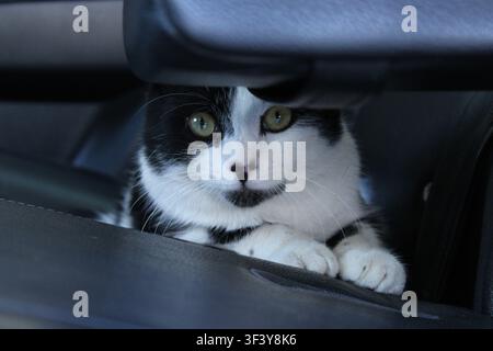 Eine schwarz-weiße Katze schaut von einem Autositz in einem Parkplatz heraus. Die Sonne scheint auf die Katze, während sie ihre Pfoten auf den Sitz legt und neugierig ihre Umgebung beobachtet Stockfoto