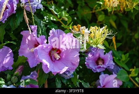 Rosa Hibiskusblüten und Geißblatt zusammen in einem kleinen städtischen Garten in Sussex, England, 2026, England, UK Stockfoto