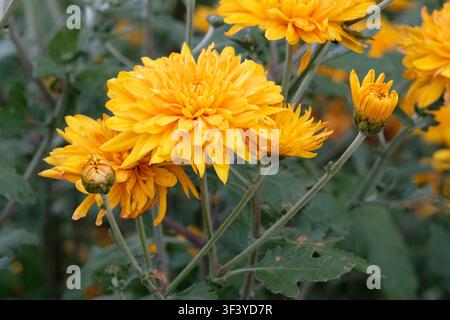 Gelbes Chrysanthemum ‚Dixter Orange‘ blüht. Stockfoto