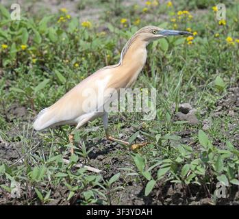 Squacco Heron Ardeola ralloides Donaudelta Rumänien Stockfoto