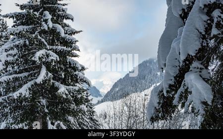 Schneebedeckte Tannen rahmen eine winterliche Berglandschaft ein Stockfoto