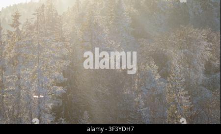 Winterliche Wald Bäume leuchten im warmen Sonnenlicht Stockfoto