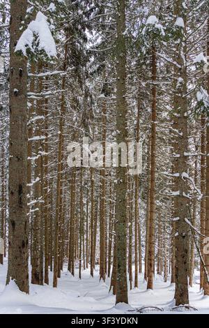Winterwaldlandschaft mit immergrünen Tannen, die mit Schnee bedeckt sind Stockfoto