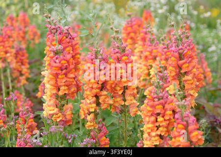 Rosa und orangefarbenes Antirrhinum majus, Löwenmaul, ‚Potomac Orange‘ in Blüte. Stockfoto
