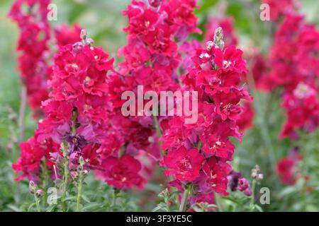 Rote Antirrhinum majus, Löwenmaul, ‚Madame Butterfly Red‘ in Blüte. Stockfoto