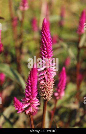Nahaufnahme einer rosa Celosia-Argentea-Blütenfeder mit weichem Bokeh-Hintergrund Stockfoto