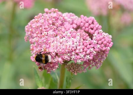Bürstenendiges Hummeln sitzt auf einer rosa Asclepias incarnata, Sumpf-Schwalbenblume oder Rosen-Schwalbenblume in Blüte. Stockfoto