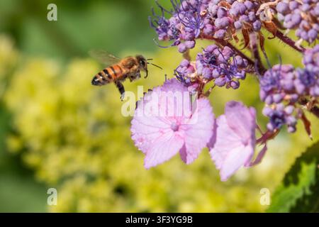 Honigbiene schwebt neben blühenden Hortensienblüten und sammelt Nektar in einem Sommergarten. Stockfoto