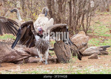 Hühnervultur (Torgos tracheliotos) auf einem Kapbüffelkadaver mit Kapgeier und Weißrückengeiern, Kruger-Nationalpark, Südafrika Stockfoto