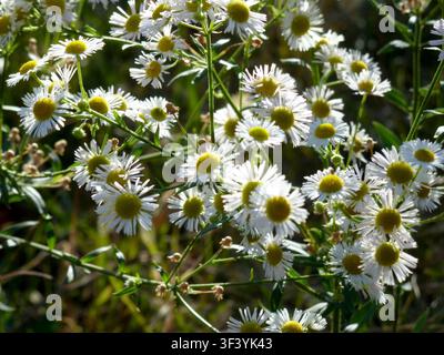 Cluster von Gänseblümchen-Wildblumen mit gelben Mittelblüten, die auf einer Sommerwiese in Serbien blühen Stockfoto