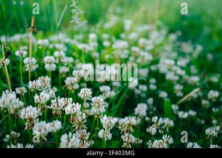 Weiße Kleeblumen - Trifolium repens - blühen auf einer natürlichen grünen Wiese. Bilden einen dichten Teppich aus winzigen Blüten. Veranschaulichen die Schönheit wachsender Wildblumen und frischen Frühlingslaubs auf einem Feld Stockfoto