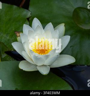 Eine weiße Seerose (Nymphaea) blüht auf der ruhigen Oberfläche eines Süßwasserteichs, umgeben von großen grünen Seerosenblättern. Mit natürlichem Licht aufgenommen mit einem c Stockfoto