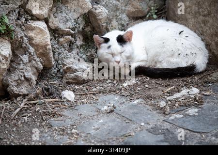 Schlafende weiße Katze mit schwarzen Flecken, die neben einer rauen Steinmauer auf staubigem, rustikalem Boden liegt, friedliche Außengasse mit verwitterten Texturen Stockfoto