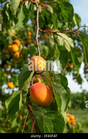 Makroaufnahme von frischen reifen Aprikosen, die vor der Ernte an einem Ast wachsen Stockfoto