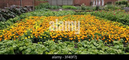 Ein lebendiger Garten in einem Wohngebiet zeigt ein Beet mit Goldblumen (Tagetes spp.) mit leuchtend orangefarbenen und gelben Blüten. Die Goldblumen sind dicht gepflanzt Stockfoto