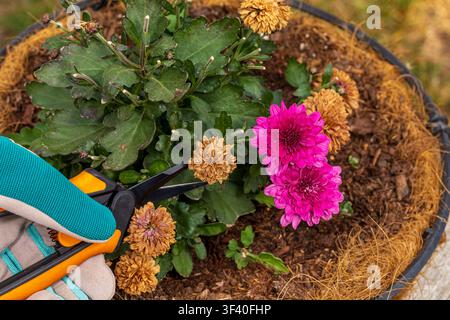 Entfernen von abgestorbenen Blüten von der Mum-Pflanze. Konzept für Blumenpflege, Pflanzenpflege und Blumengarten. Stockfoto