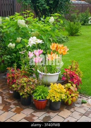 Gruppe bunter Topfpflanzen inklusive Lilien und Coleus, die im Freien auf einer Pflastersteinterrasse in einem Garten arrangiert sind. Stockfoto