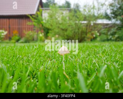 Makro-Nahaufnahme eines kleinen beigen Pilzes, der in üppigem grünem Gras auf einem Sommerrasen in einem Garten wächst. Natur- und Ökologiekonzept. Stockfoto