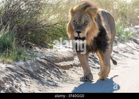 Löwe (Panthera leo) hängt im Sand des Kgalagadi Transfrontier Parks in Südafrika, einem Teil der Kalahari-Wüste. Stockfoto