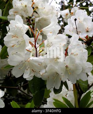 Rhododendron "Snow Queen", Ericaceae. UK. Rhododendron 'Snow Queen' ist ein kräftiges, großes immergrünes Rhododendron mit weißen Blüten. Stockfoto